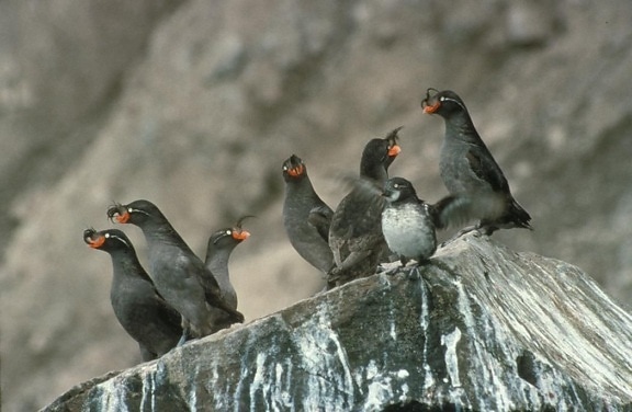 crested, auklet, birds, group, cliff, rocks