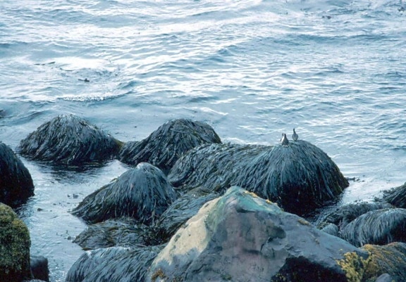 crested, auklet, marie, birds