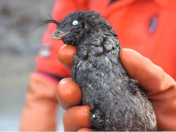 oiled, crested, auklet, bird, hands