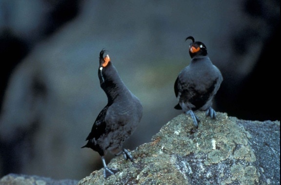 pair, crested, auklets, standing, gray, rocks