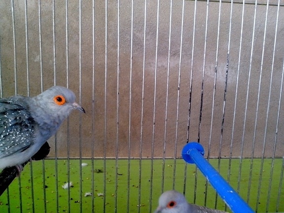 灰色, 鸽子, 鸟, 头