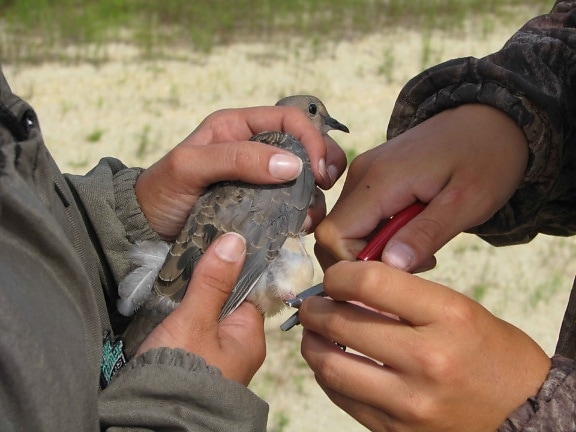 mourning, dove, banding