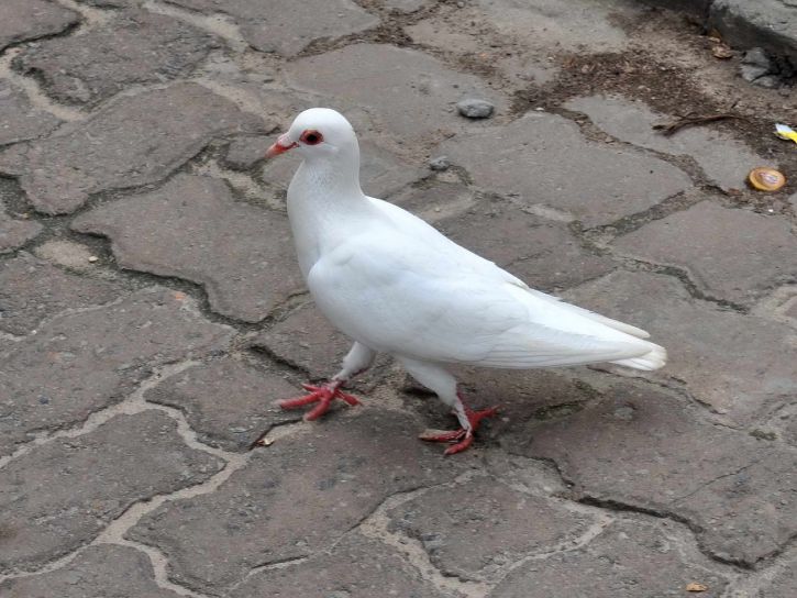 white dove, sidewalk