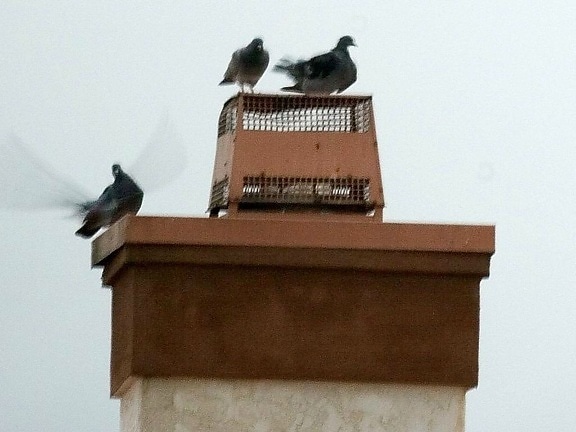 colombes, oiseaux