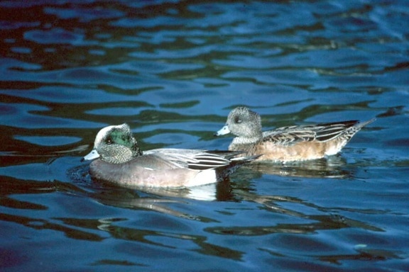 wigeon, canards, paire