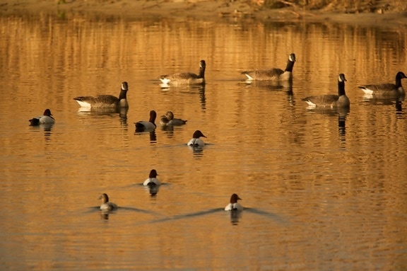 Aythya valisineria, canvasback ducks