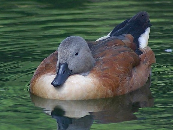 beautiful, duck, water