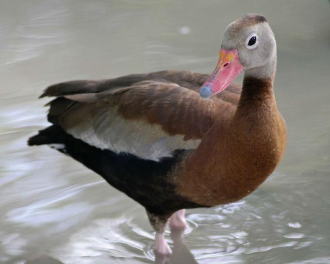 black, bellied, whistling, duck, wading, water, dendrocygna autumnalis