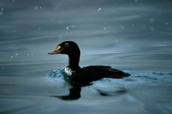 siyah, kara ördek, yüzer, su