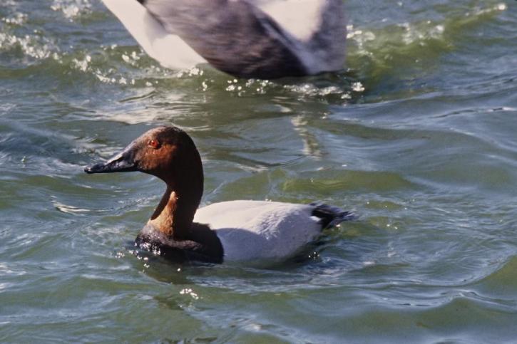 canvasback, duck, water