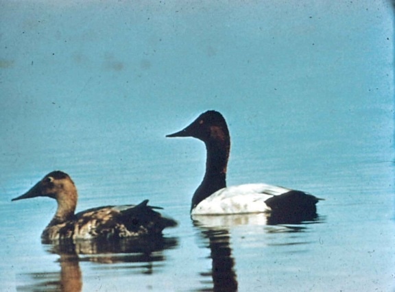 canvasback, duck, pair, water