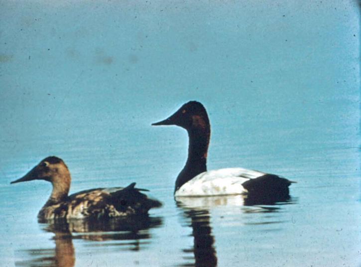 canvasback, canard, paire, eau