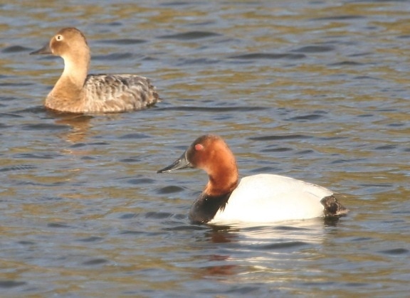 canvasback, patos, pares, hombre, mujer