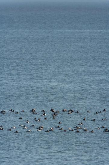 canvasback, ducks, swim, together, chesapeake