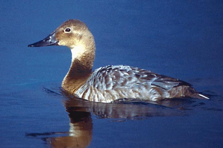 canvasback, female, duck