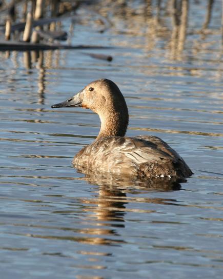 canvasback ไก่