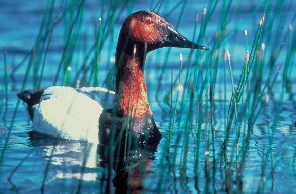 up-close, canvasback, duck, water