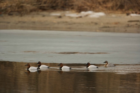 group, canvasback, ducks, swim, together