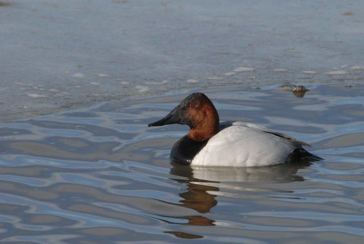 male, canvasback, rests, water