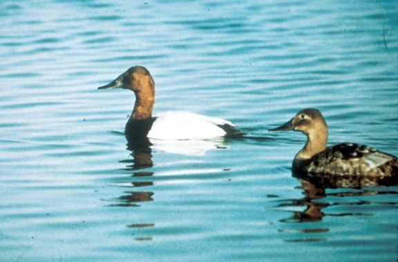 aves acuáticas, la migración, pájaros, patos, canvasback