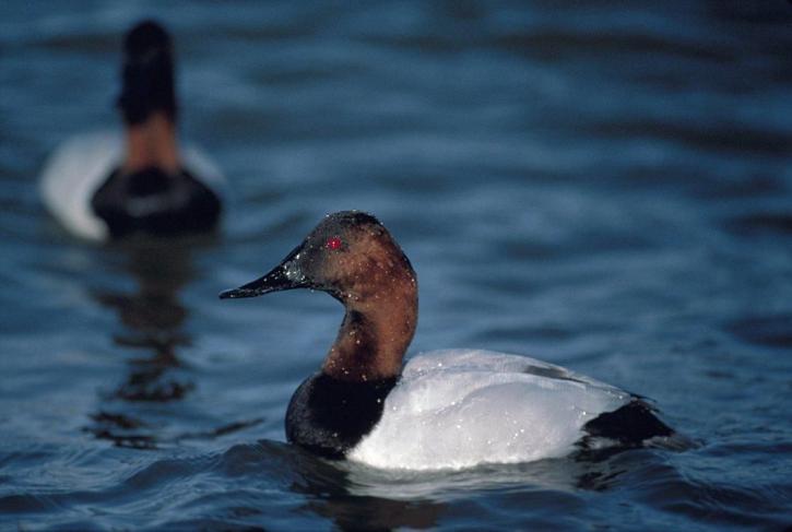 up-close, male, canvasback, duck