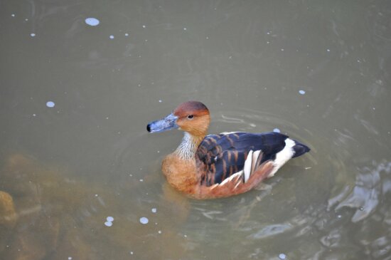 colorful, male, duck, swims