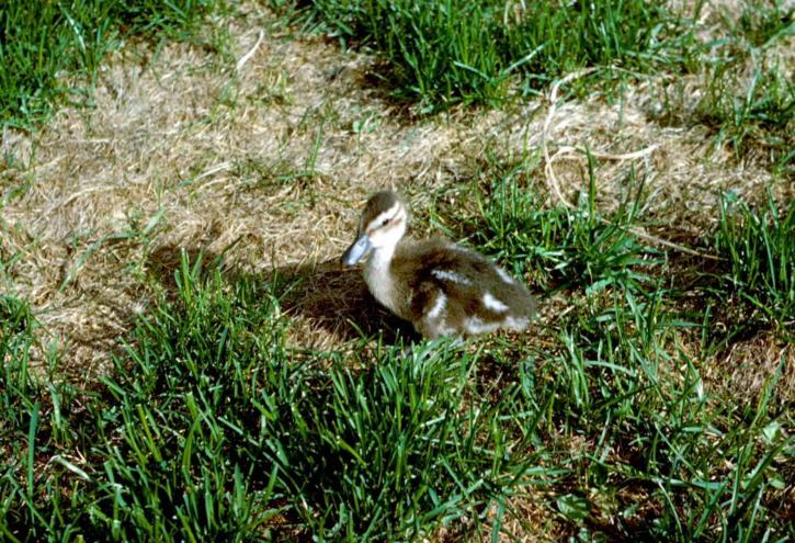 cute, little, duck, grass
