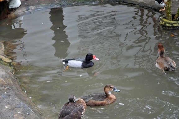 decorative, male, female, ducks, pool