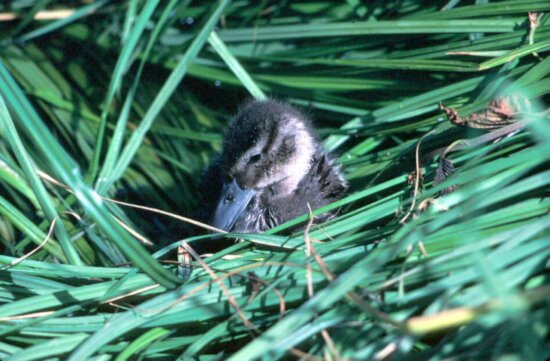 details, image, cute, duck, chick