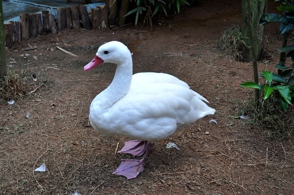 pato doméstico, branco