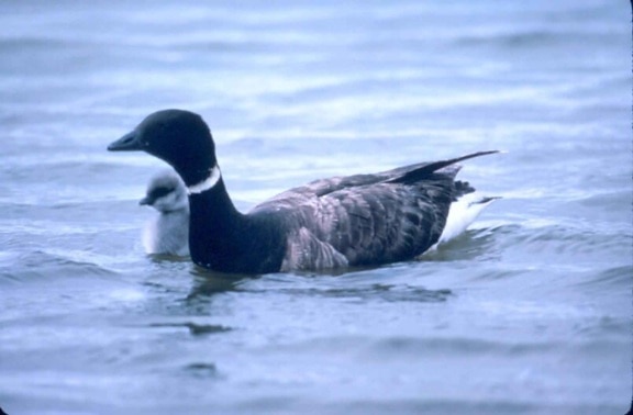 duck, brant, swimming, young