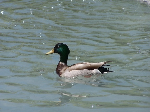 duck, pond