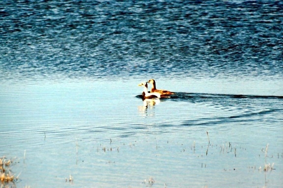 Duck, par, svømming, avstand