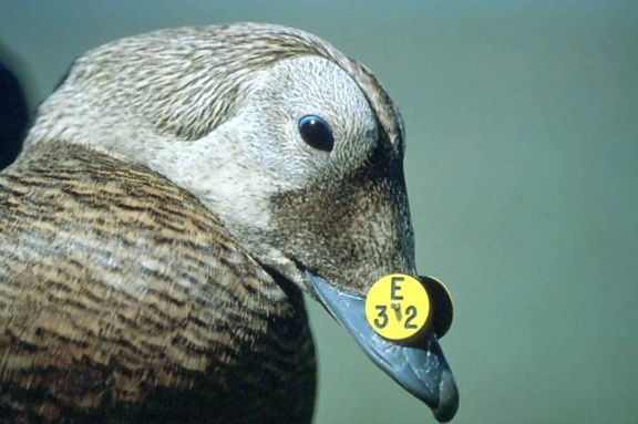 Duck, identifikation, stempel, næb