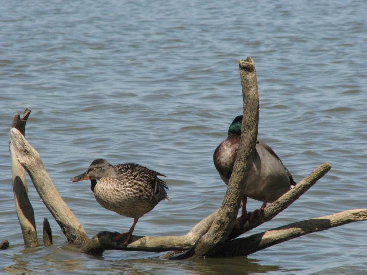 ducks, Jacobson, park