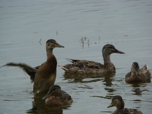 ducks, lake, water