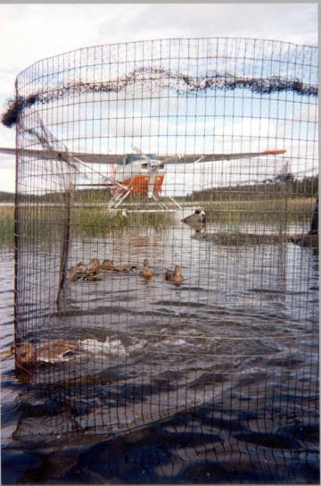 Enten, Netz, Wasser, Flugzeug, Hintergrund