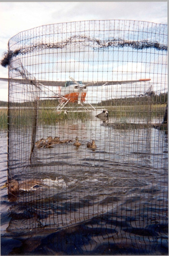 ducks, net, water, plane, background
