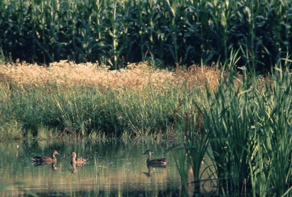 ducks, wetland