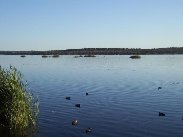 ducks, lake, Joondalup, Neil, Hawkins, park