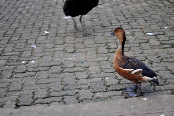 female, domestic duck, sidewalk