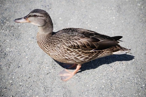 female, mallard, duck, bird
