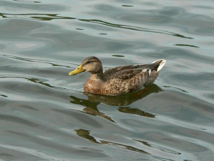 female, mallard, duck, swimming