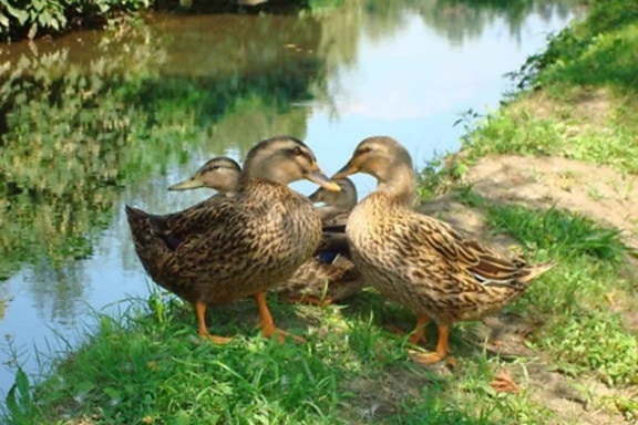 female, mallard, ducks