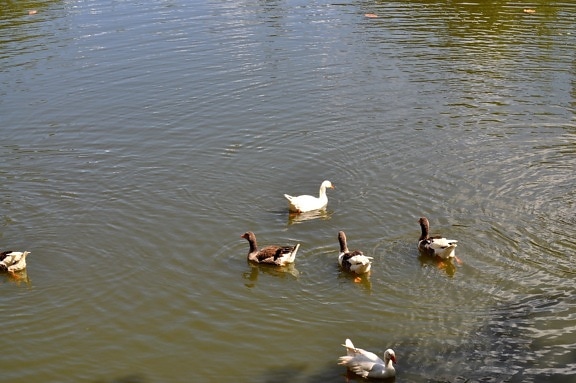 flock, domestic ducks, lake