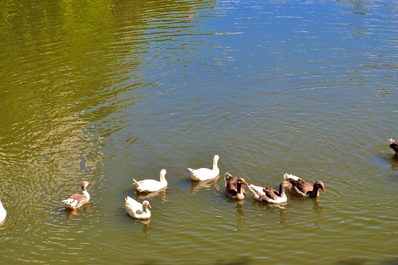 flock, ducks, pool