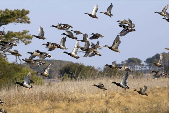 Flock, vannfugler, fly, våtmarksområde