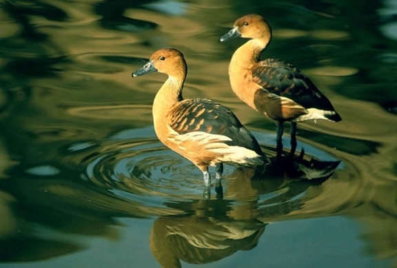 fulvous, whistling, duck