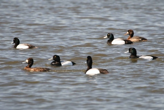greater, scaup, group, males, females
