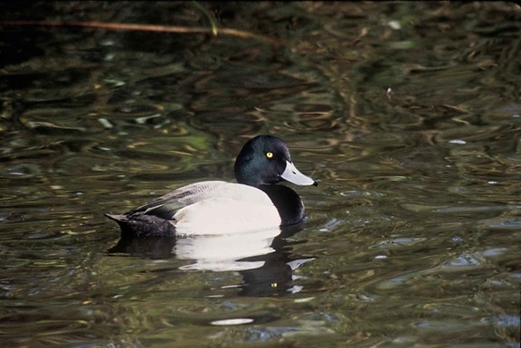 Greater scaup drakes